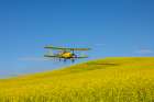 USA, Idaho. Yellow crop duster spraying over canola field Art Print